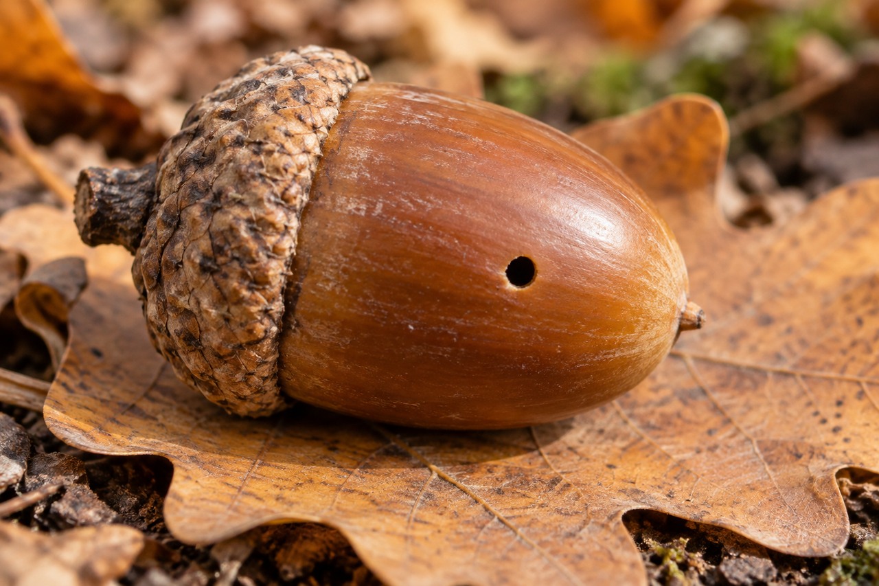 Nahaufnahme einer unbeschädigten Eichel mit einem kleinen runden Loch in der Schale.